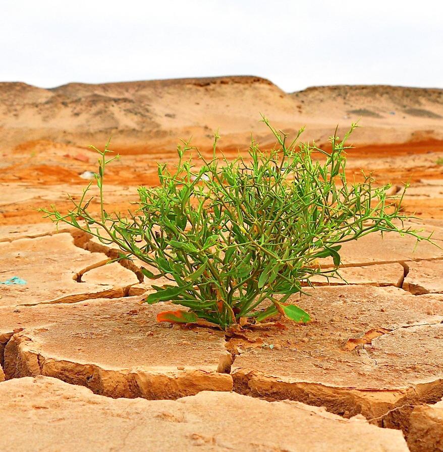 Emergenza siccità, agricoltori allo stremo: «Dopo Covid e rincari, i raccolti sono a rischio»