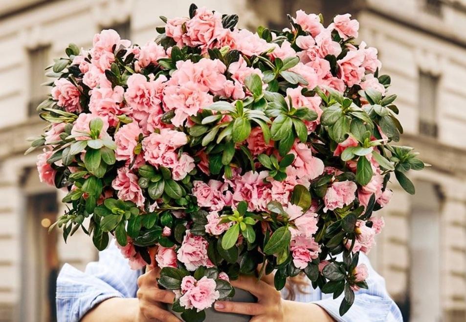 In 197 comuni azalee della ricerca il fiore che aiuta nella lotta ai tumori