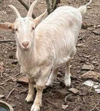 Il capretto Fiocco cerca una nuova famiglia