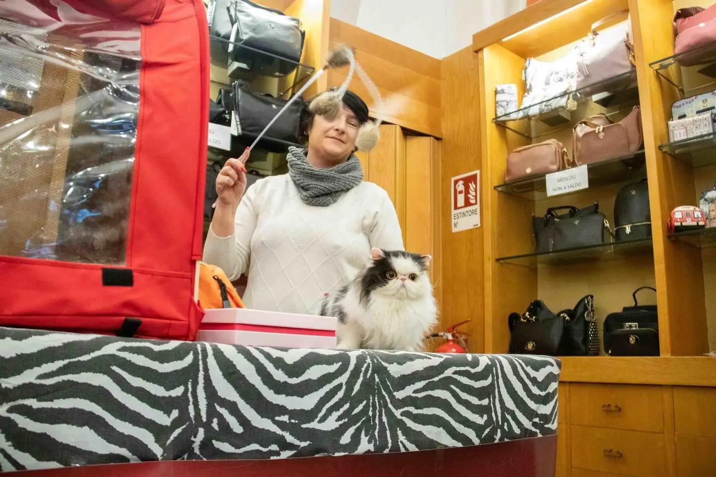 Pisa, due giorni con i gatti in vetrina: ecco quali mici straordinari si possono trovare