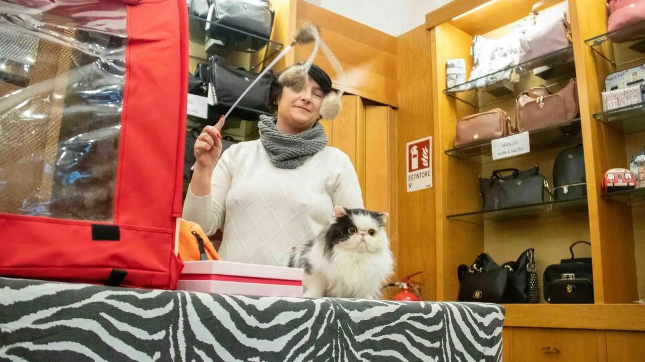 Pisa, due giorni con i gatti in vetrina: ecco quali mici straordinari si possono trovare