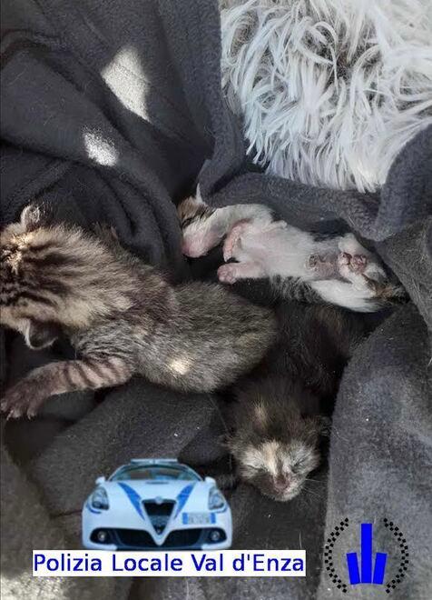 Abbandona tre gattini appena nati: anziano denunciato