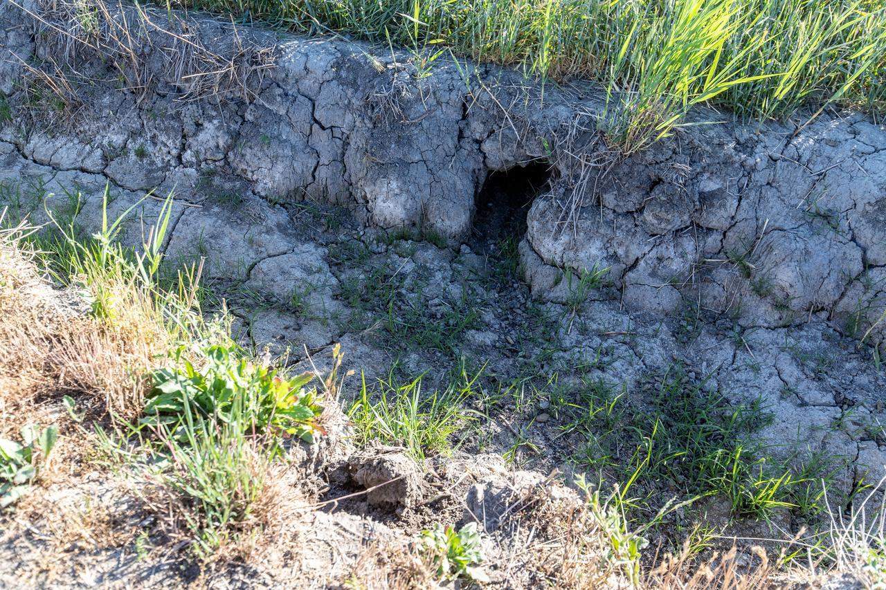 Ferrara, argini devastati dalle nutrie: «Ogni giorno lavorare è un rischio»