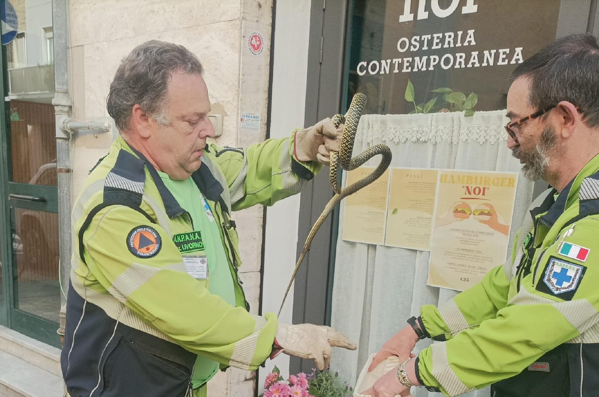 Il biacco ritrovato