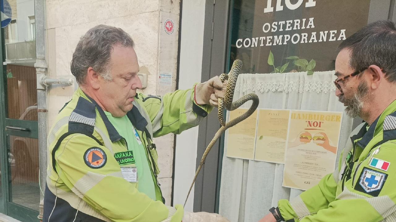 Il biacco ritrovato
