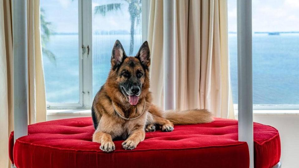 Gunther, il cane più ricco del mondo sarà clonato. L’annuncio del proprietario Maurizio Mian