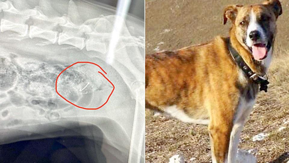 Orbetello, la denuncia: «I pescatori lasciano le esche in spiaggia e il mio cane ha rischiato di morire»