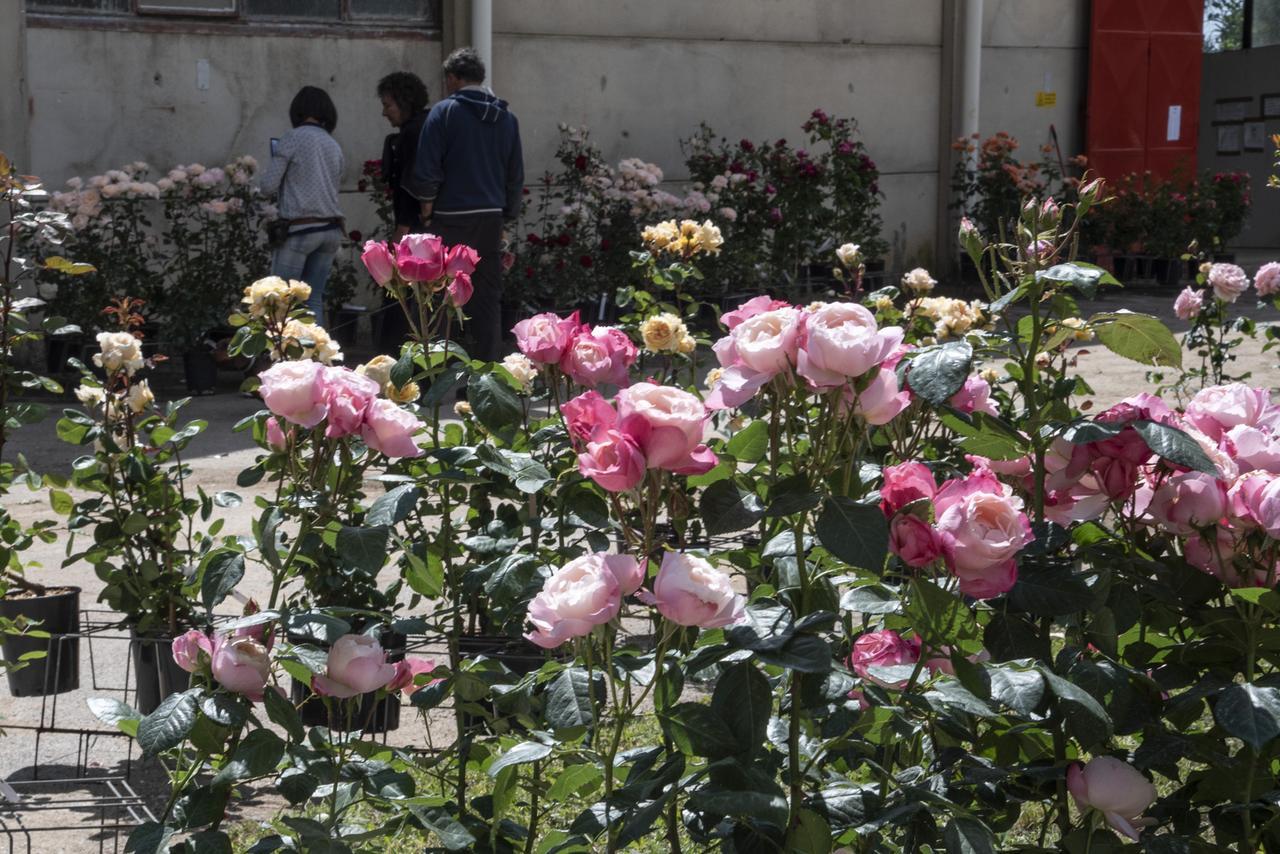 
	Alcune delle bellissime variet&agrave; di rose (foto Agenzia Bf)

