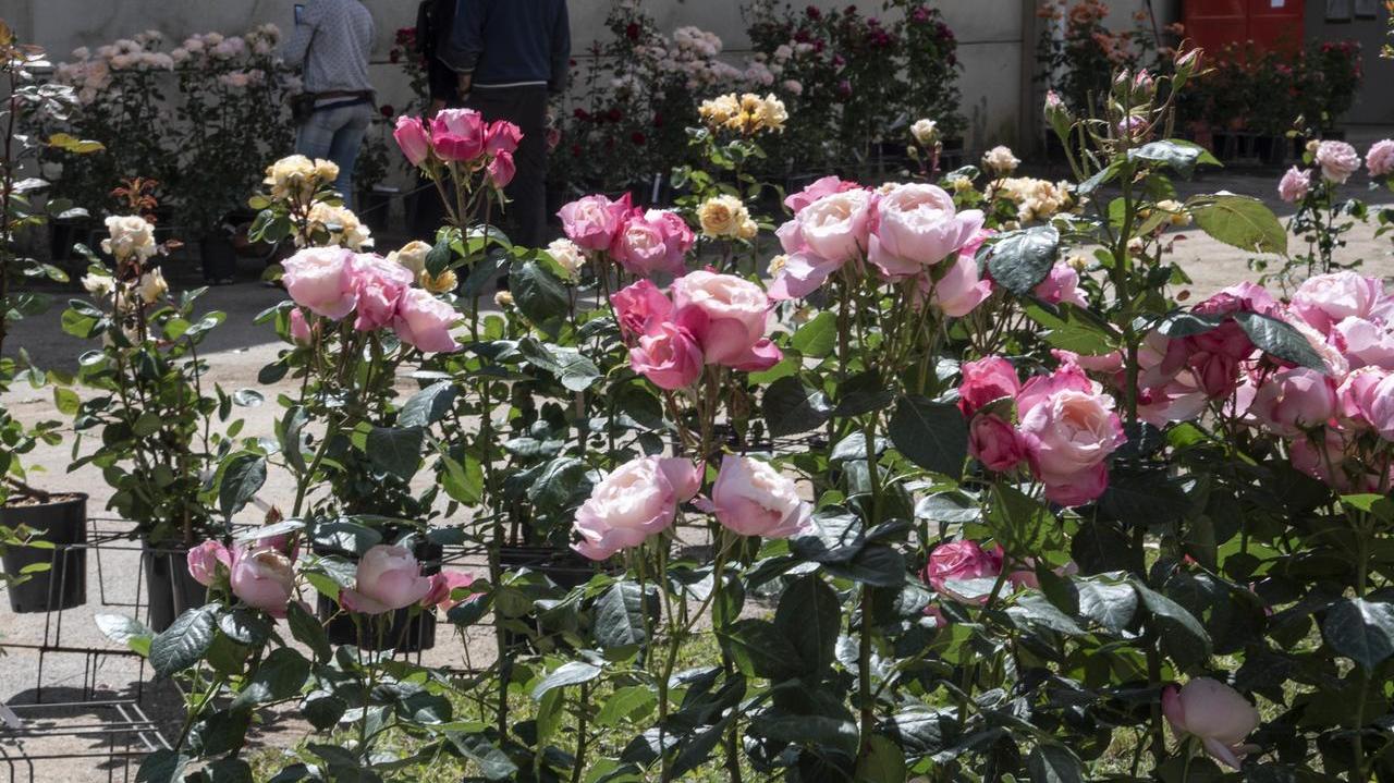 Alcune delle bellissime varietà di rose (foto Agenzia Bf)
