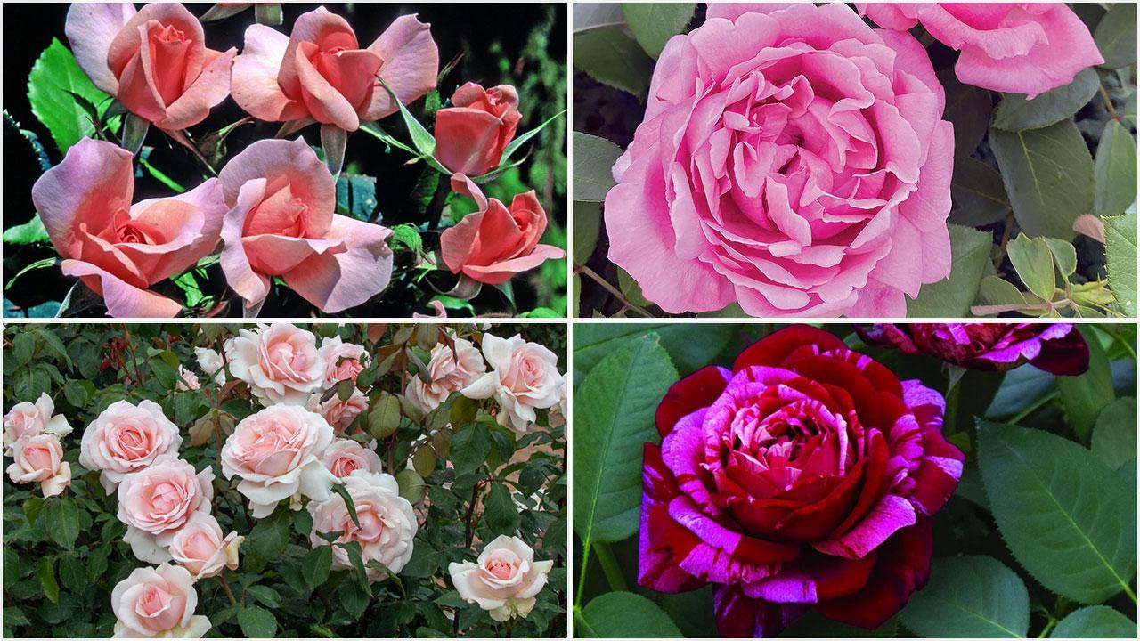 
	Dall&#39;alto in senso orario: la rosa&nbsp;intitolata a Rita Levi Montalcini, la rosa Caruso, la rosa&nbsp;Capucci e la Missoni

