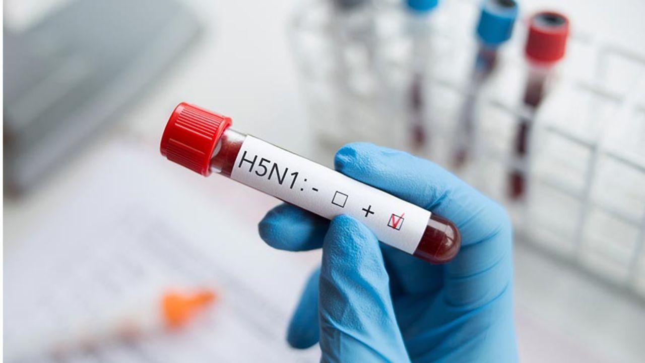 Una nuova pandemia? H5N1, cos’è l’influenza che preoccupa gli esperti e perché può essere pericolosa
