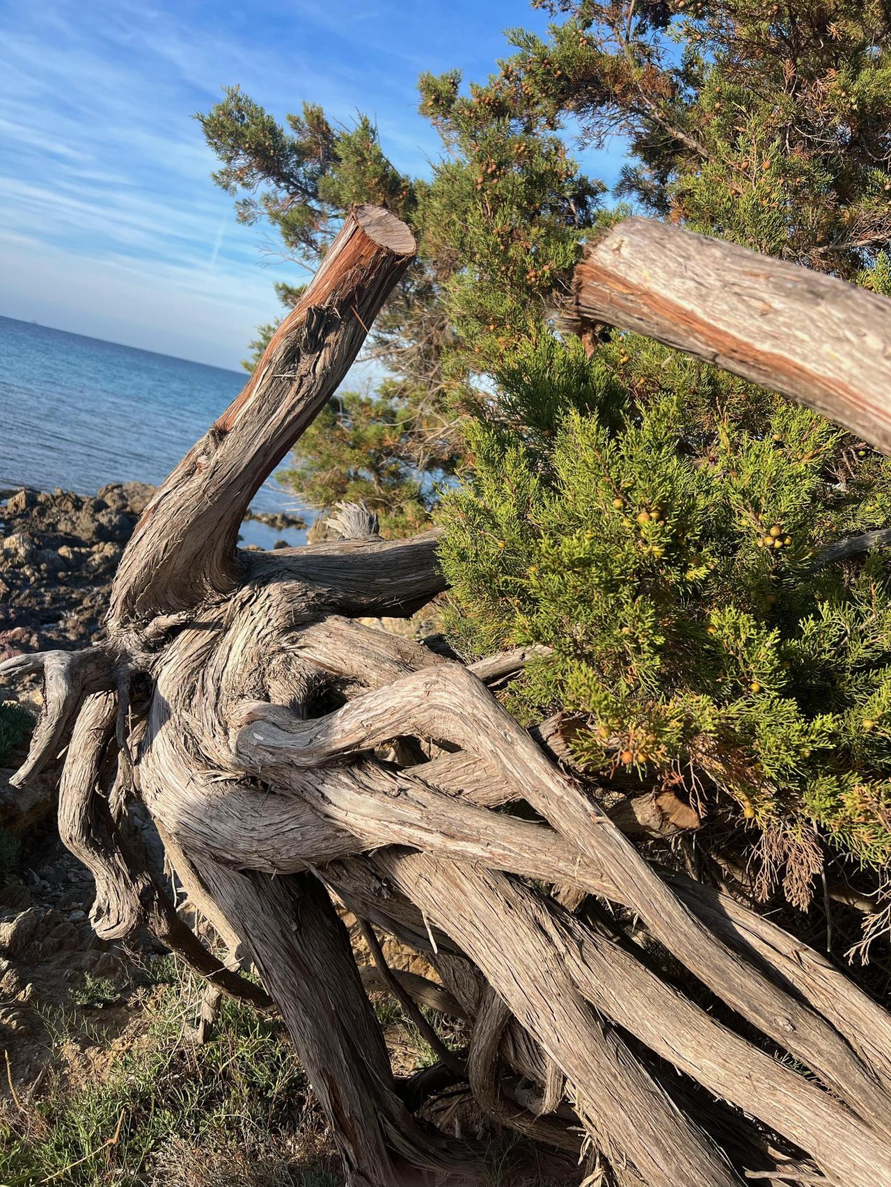 San Teodoro, un ginepro deturpato all’Isuledda