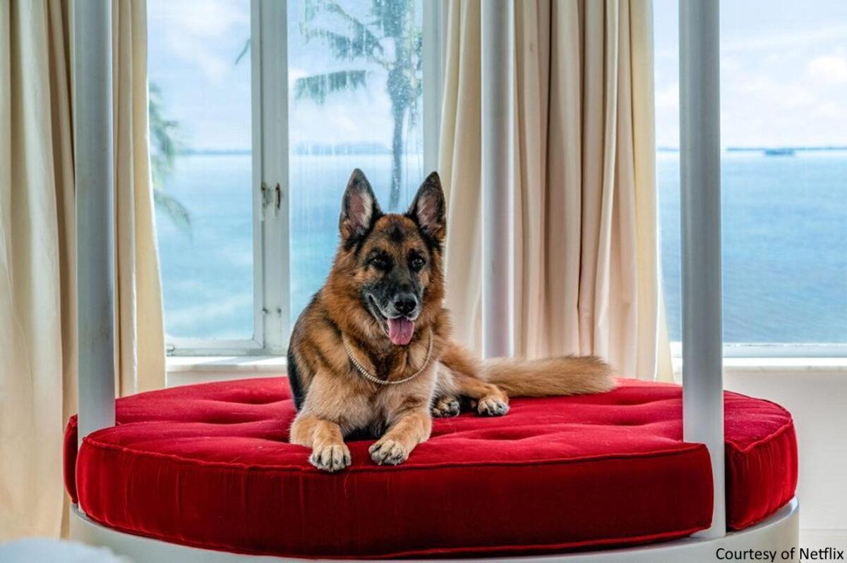 
	Cane Gunther protagonista di un'intervista domenica 19 maggio

