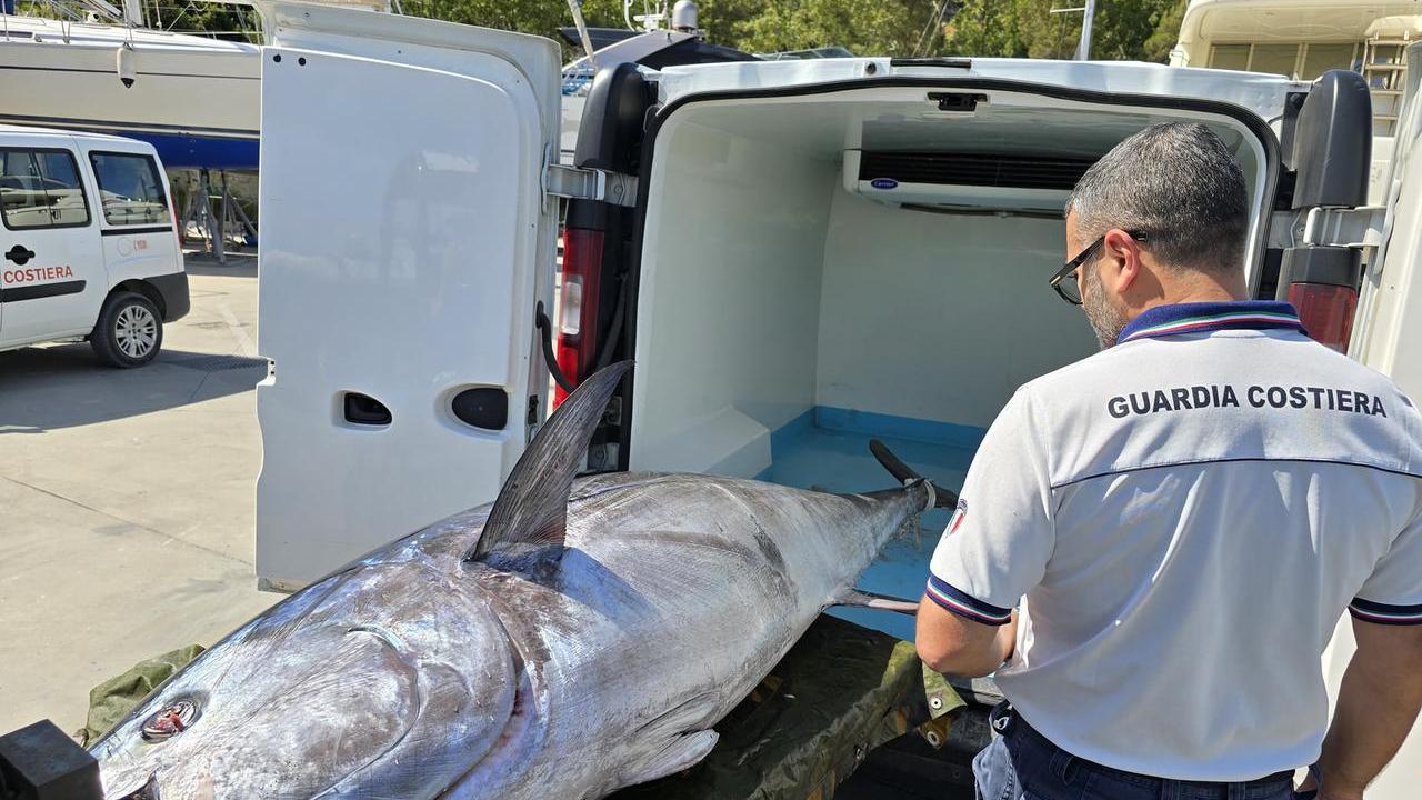 Pesca record a Bosa, un tonno da 231 chili arriva in porto