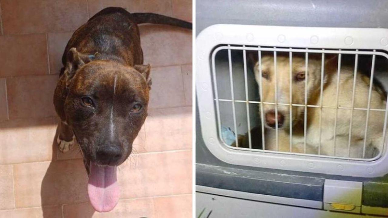 Tratta dei cani malati in Toscana: il "trucco" dell'abbandono e gli ultimi casi