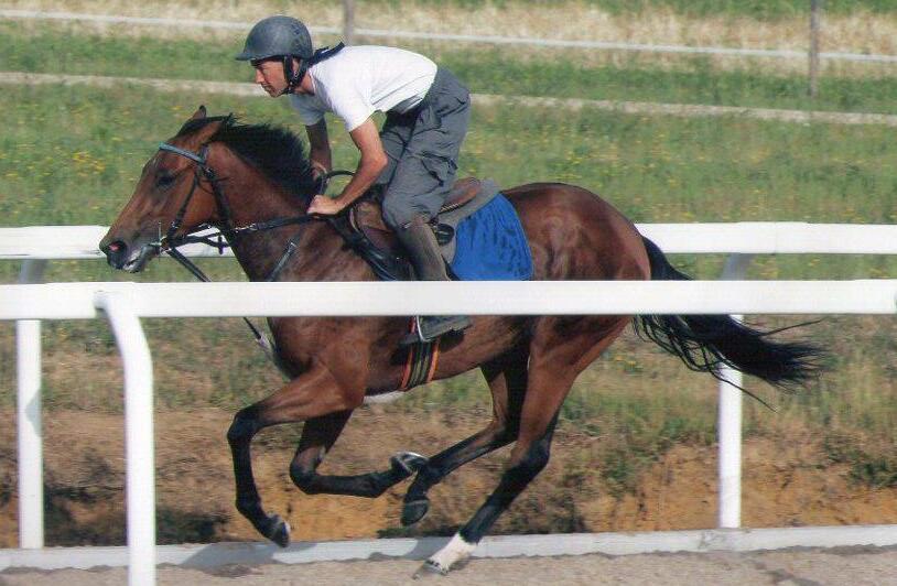 Ucciso dal cavallo al centro ippico, il nipote della vittima: «Morte che si poteva evitare, se lavori tanto il rischio aumenta» – Video