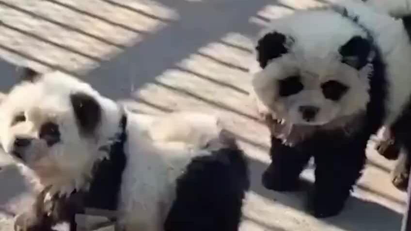 <p>"Ecco due cuccioli di panda"... ma sono cani truccati: la truffa dello zoo</p>