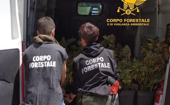 Sarroch, scoperta una piantagione con 209 piante di marijuana: un arresto