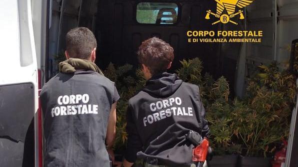 Sarroch, scoperta una piantagione con 209 piante di marijuana: un arresto
