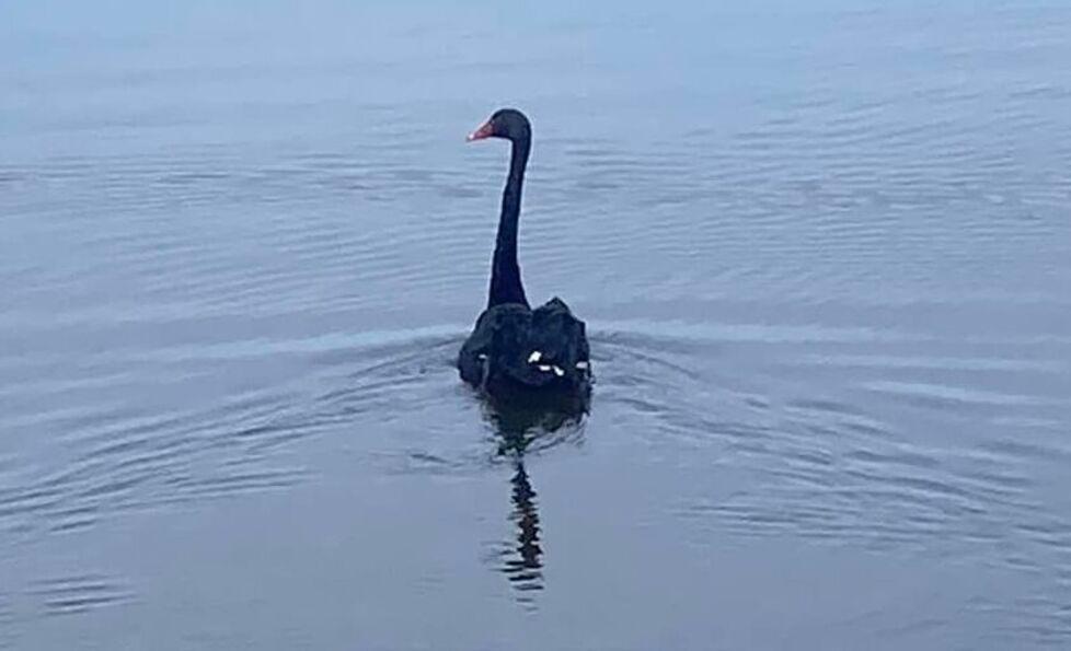 Giacoma, il cigno nero liberato nel lago di Massaciuccoli: dal rischio di morire alla rinascita