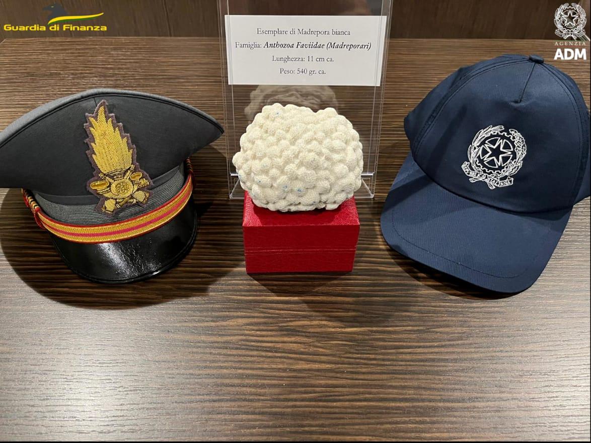 
	L'esemplare di madrepora sequestrato&nbsp;

