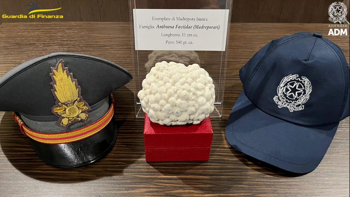 L'esemplare di madrepora sequestrato 
