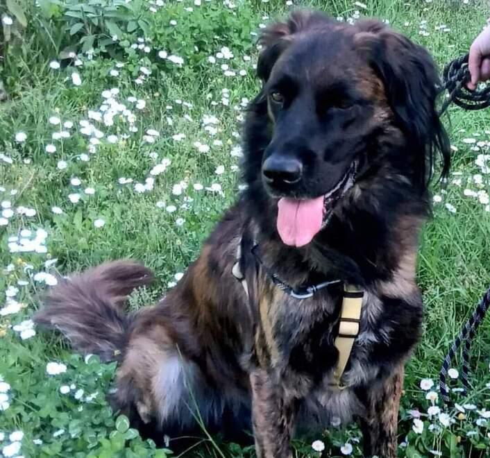 Ettore il cane-eroe, è ancora in cerca di una famiglia che lo adotti