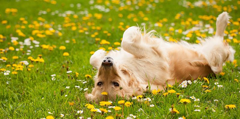 Un cane si rotola in un prato fiorito