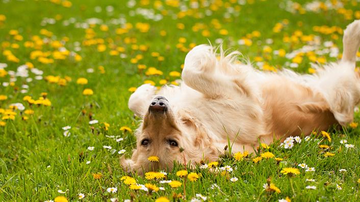 Allergie di cani e gatti: sintomi, rischi e cure, i consigli del veterinario