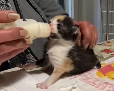 Sos gattini Appello dell’Enpa per le scorte di cibo specifico