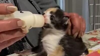 Sos gattini Appello dell’Enpa per le scorte di cibo specifico