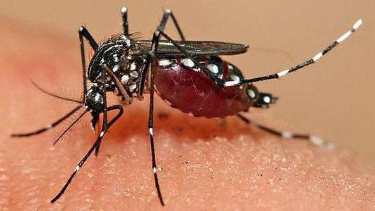 Dengue, in Toscana sempre più casi: la puntura di una zanzara scatena la malattia, ecco come difendersi