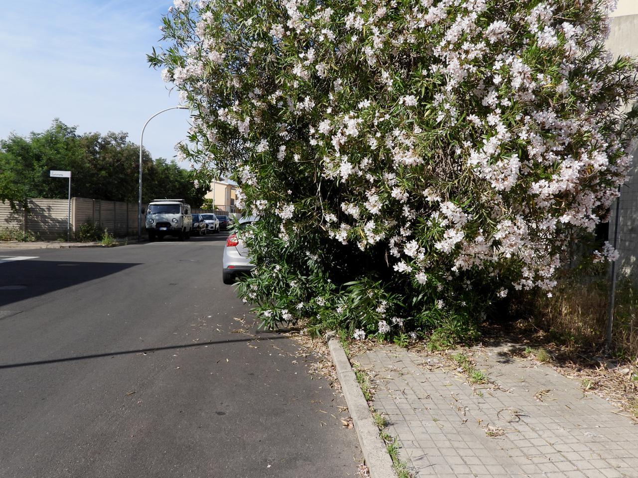 
	Marciapede impraticabile in via Olbia

