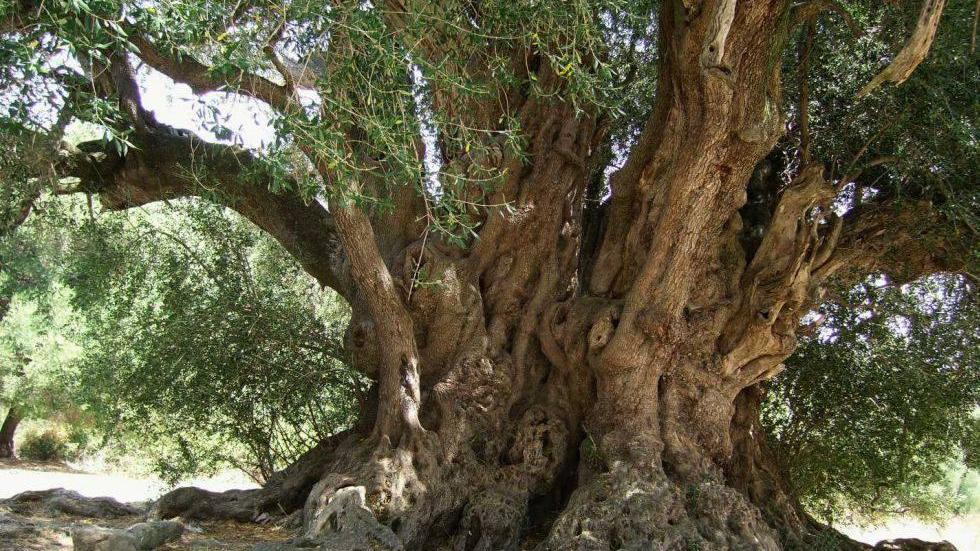 Sassari, un albero d’ulivo nel giardino della scuola di San Giuseppe per ricordare i “Giusti tra le Nazioni”