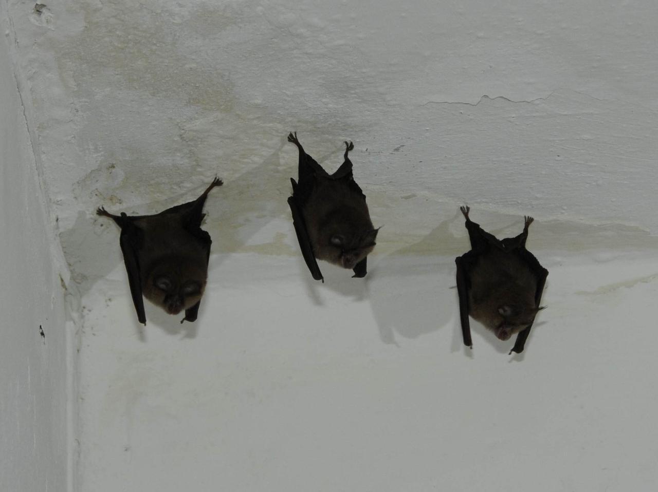 Allarme pipistrelli nella scuola primaria di Tuili, ma gli animalisti insorgono contro la disinfestazione: è una specie protetta