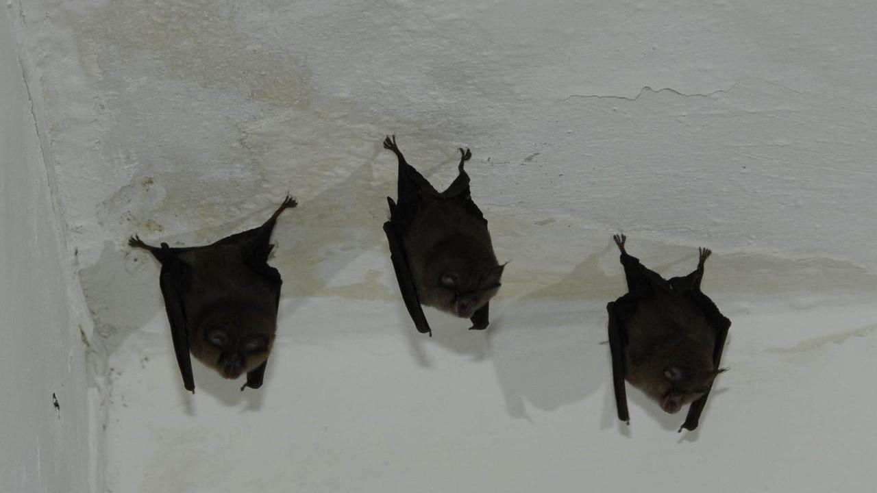 Allarme pipistrelli nella scuola primaria di Tuili, ma gli animalisti insorgono contro la disinfestazione: è una specie protetta