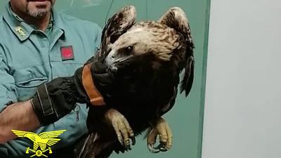 Falco in difficoltà a Pedralonga, lo salva un cittadino