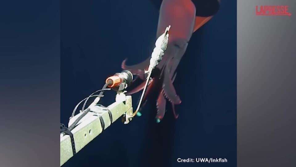 <p>Oceano Pacifico, equipe di scienziati filma un raro calamaro di acque profonde</p>