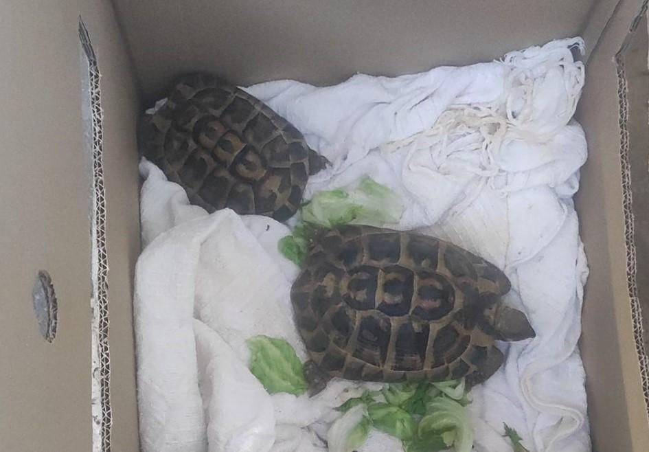 Olbia, passeggero tenta di imbarcarsi con due tartarughe nell’auto