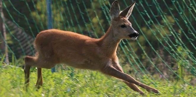 Tre caprioli investiti in tre giorni a Reggio Emilia: «Mattanza senza spiegazioni»