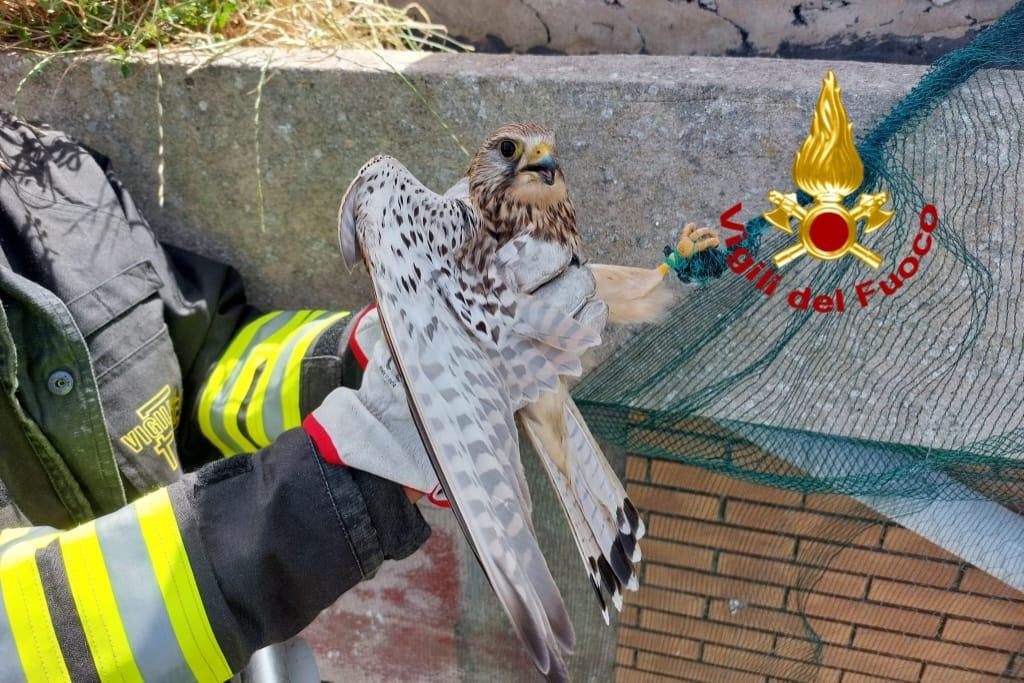 
	Il Gheppio e la rete

