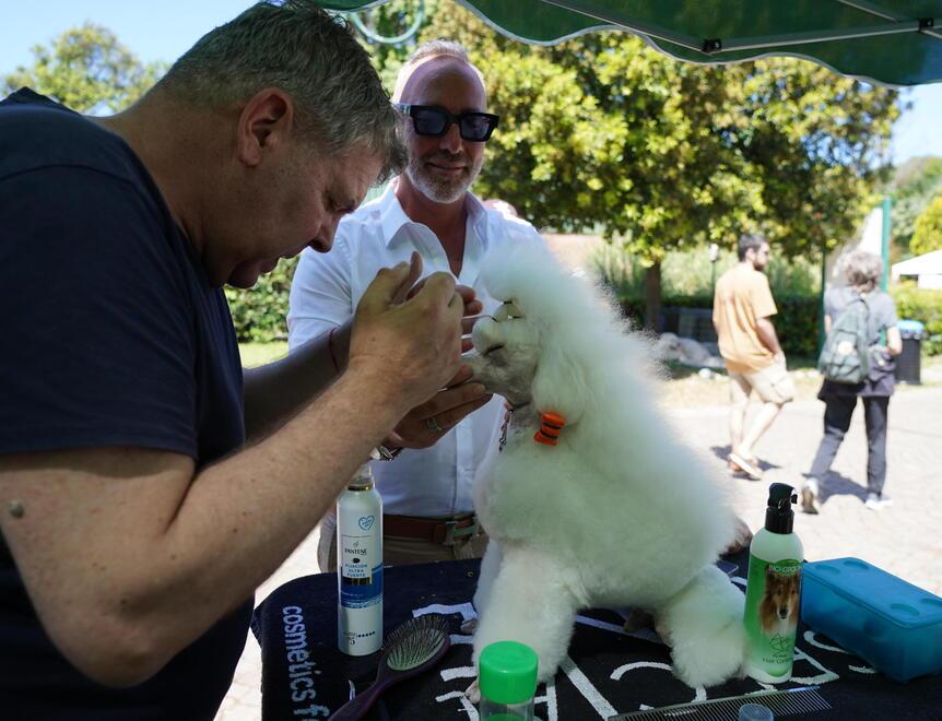 Livorno, all'ippodromo lo show degli amici a 4 zampe: in 900 all’esposizione canina