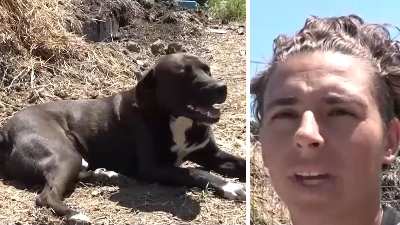 Merlino, il cane da guardia che ha ucciso il barboncino Giotto e Alice Brocanello titolare della fattoria “Il paese delle meraviglie”