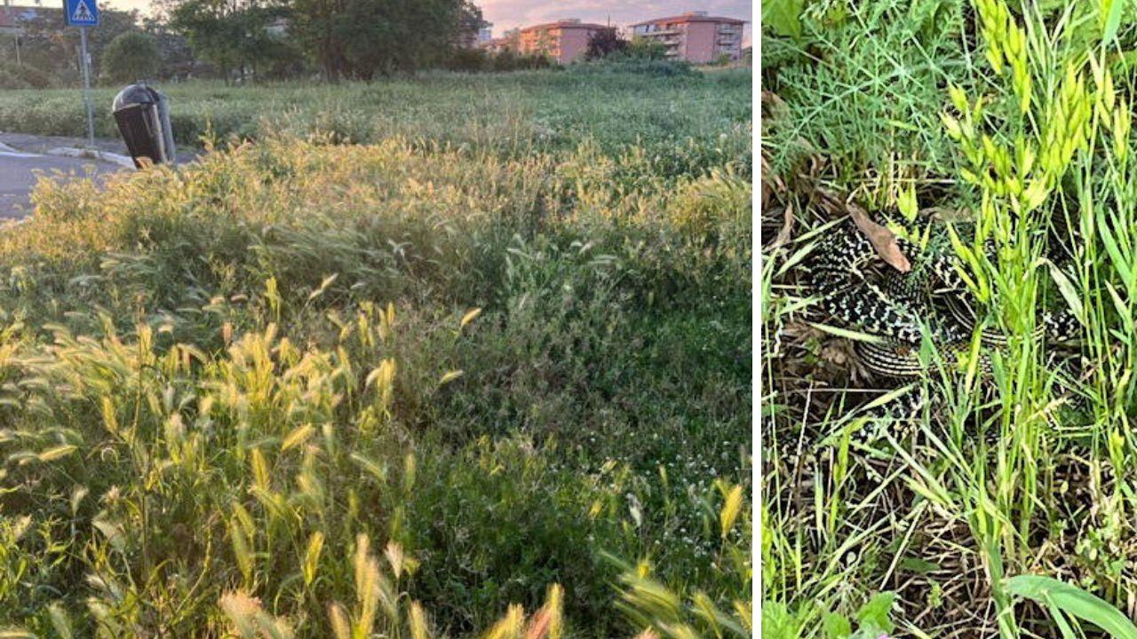 Grosseto, tra l’erba alta spunta un serpente: «Era vicino al parco dei bambini»