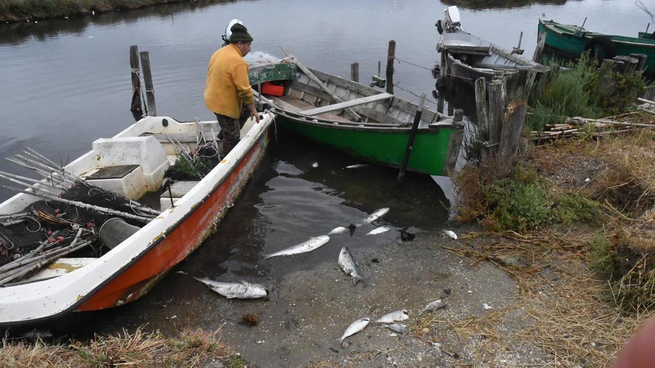 A S’Ena Arrubia è disastro ambientale: 100 quintali di pesci morti
