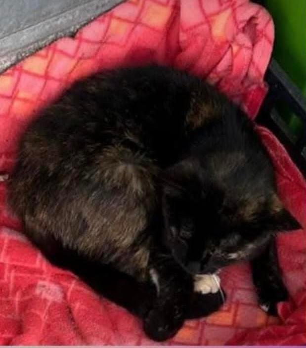 Sedini, il gatto Nutellino ucciso in piazza a bastonate