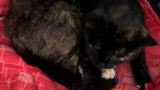 Sedini, il gatto Nutellino ucciso in piazza a bastonate