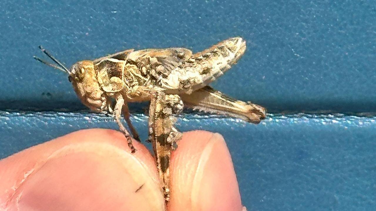 Ripartita l'invasione, ma Laore è in campo contro le cavallette