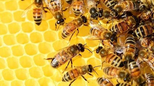 Sos api. Wwf: «Il 40% degli insetti impollinatori sono a rischio estinzione»