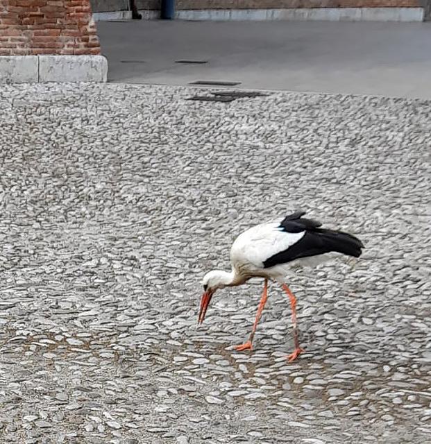 A Mesola e Goro è tornata la cicogna che vuole fare il nido nella caserma dei carabinieri